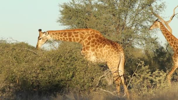 Feeding giraffe — Stock Video