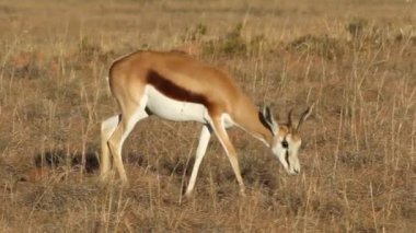 Springbok antilop