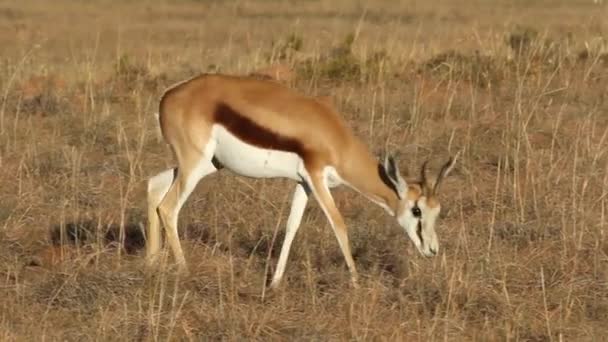 Antílope de Springbok — Vídeos de Stock