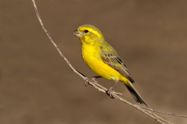 Yellow canary clipart