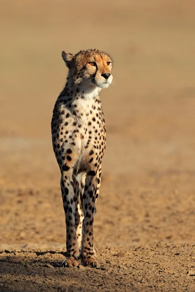 Uyarı çita — Stok fotoğraf
