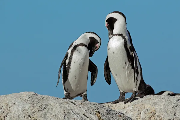 Pingüinos africanos —  Fotos de Stock