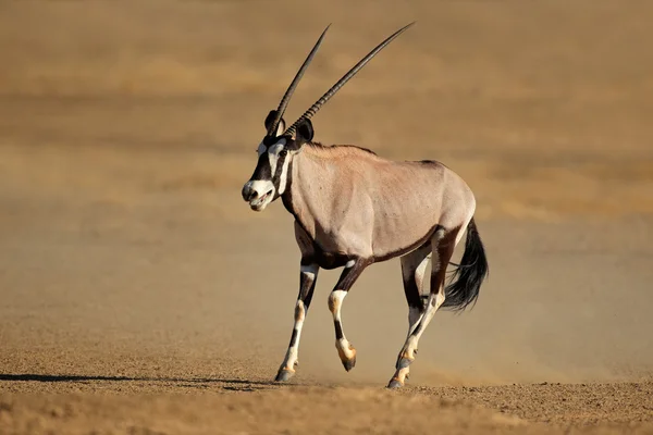 실행 중인 gemsbok 영양 — 스톡 사진