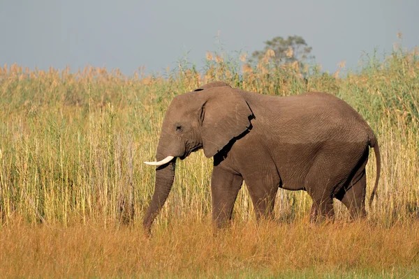 African bull elephant — Stock Photo, Image