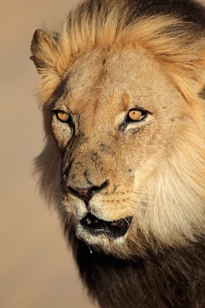 Portrait de lion africain — Photo