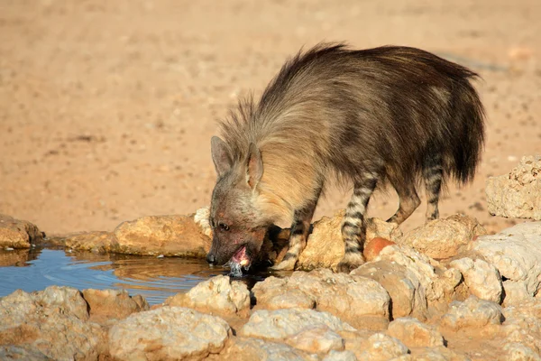 Bruine hyena — Stockfoto