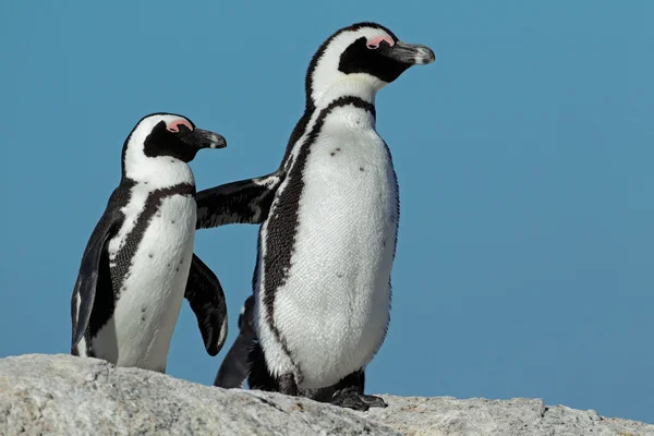 Pinguins africanos — Fotografia de Stock