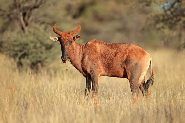 Tsessebe antilope — Photo