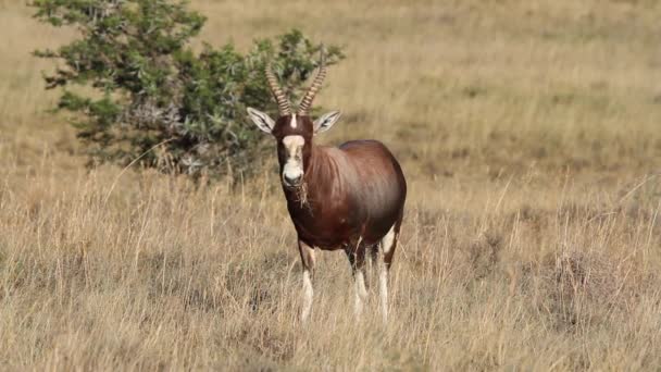 Rode hartebeest — Stockvideo