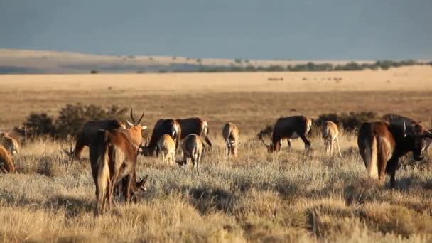 Rode hartebeest en Kaap tortelduiven — Stockvideo