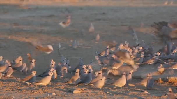 Cape turtle doves — Stock Video