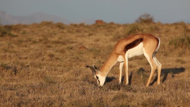 Grazing springbok antelope (Antidorcas marsupialis), deserto de Kalahari, África do Sul — Vídeo de Stock