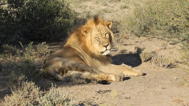 Retrato de um leão macho (Panthera leo), África do Sul — Vídeo de Stock