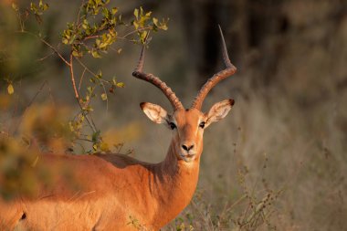 impala antilopu