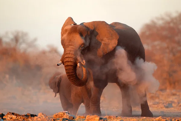 アフリカゾウはほこりで覆われています。 — ストック写真