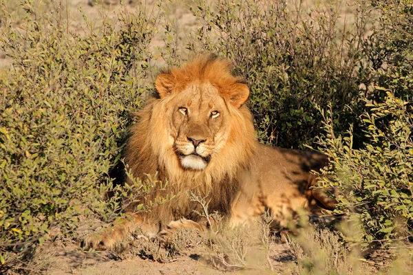 Großer männlicher afrikanischer Löwe — Stockfoto