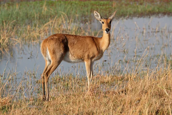 Zuidelijke reedbuck — Stockfoto