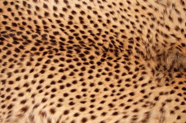 Cheetah cilt