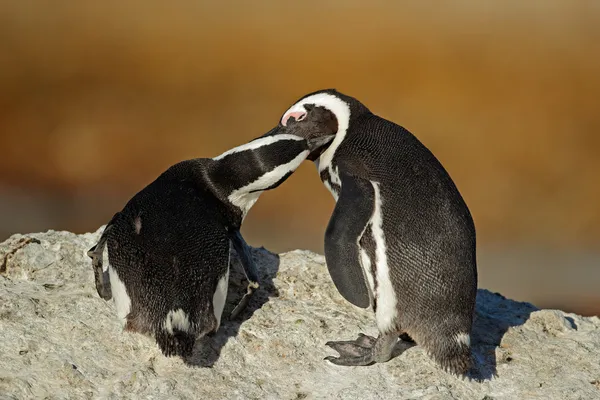 Afrikaanse pinguïns — Stockfoto