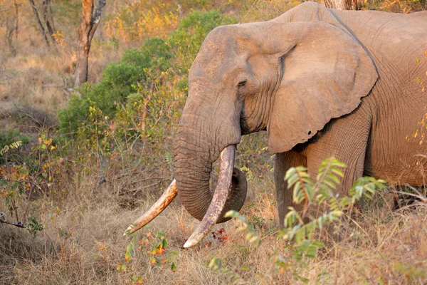 Afrikaanse olifant tusker — Stockfoto