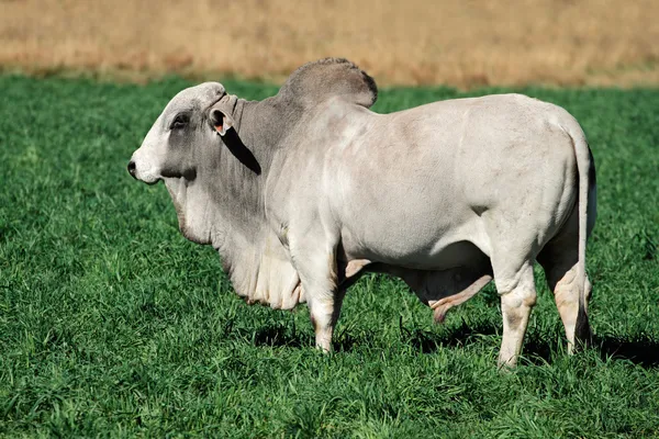 Brahman-bull — Stockfoto
