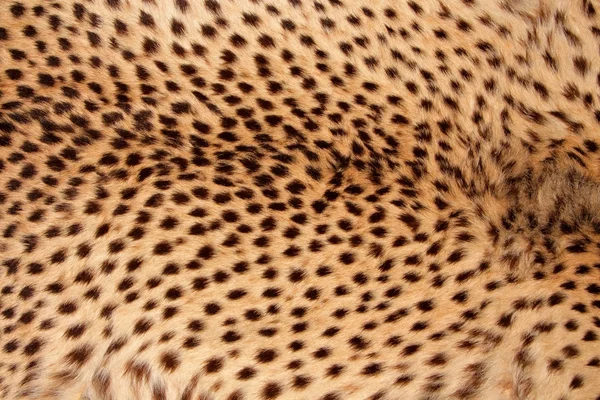 Pelle di ghepardo — Foto Stock