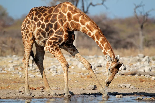 长颈鹿饮水 — 图库照片