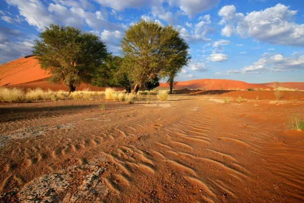 Desert landscape — Stock Photo, Image