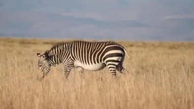 Cape Dağ zebrası