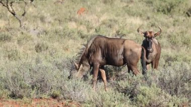 Mavi wildebeest besleme