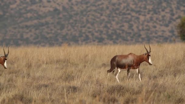 Blesbok-Antilopen auf Wanderschaft — Stockvideo