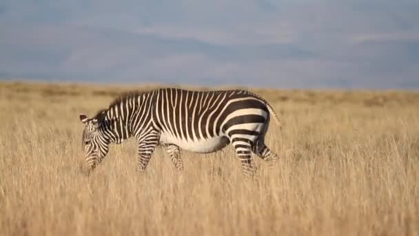 Cape Dağ zebrası — Stok video