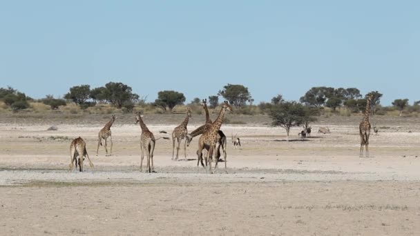 Giraffer på vattenhål — Stockvideo