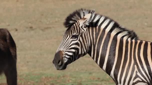 Flachland-Zebra — Stockvideo