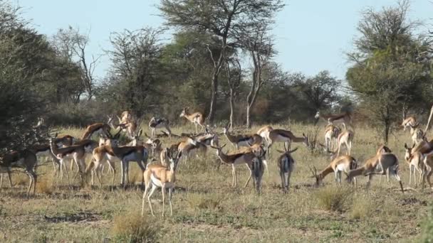 Antílopes springbok — Vídeo de Stock