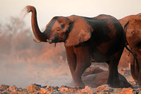 Afrikanische Elefanten mit Staub bedeckt — Stockfoto