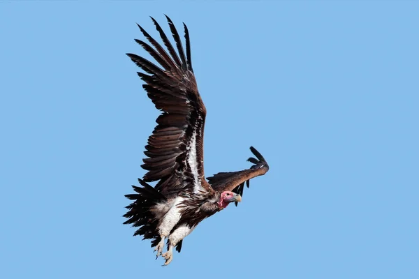 Lappet-faced vulture in flight — Stock Photo, Image