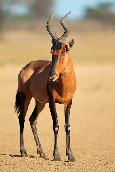 Kırmızı hartebeest — Stok fotoğraf