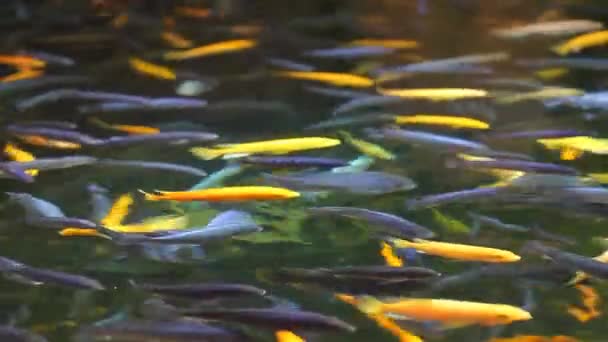 Poisson coloré — Video