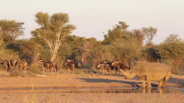 Nashorn und Gnu — Stockvideo