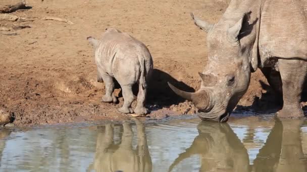 Witte neushoorn en kalf — Stockvideo