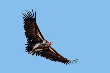 Lappet-faced vulture in flight clipart