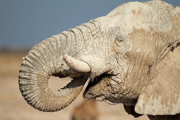 Słoń afrykański objęte w błocie — Zdjęcie stockowe