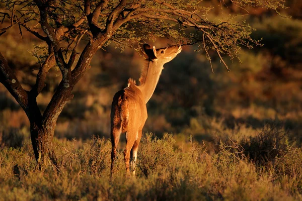 Żywienie antylopy kudu — Zdjęcie stockowe