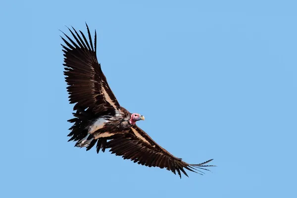 Vautour à face de lapet en vol — Photo