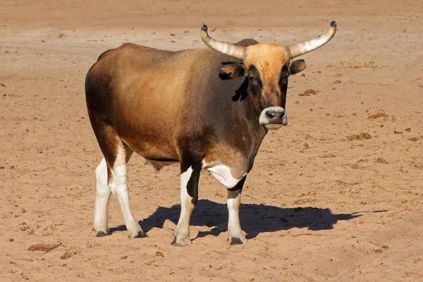 Сангский бык — стоковое фото