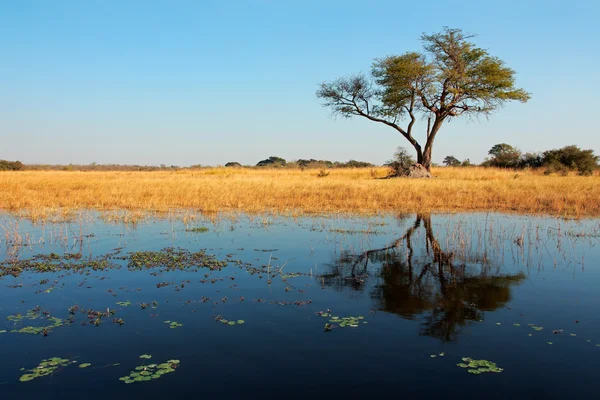 Tree and reflection — Stock Photo, Image