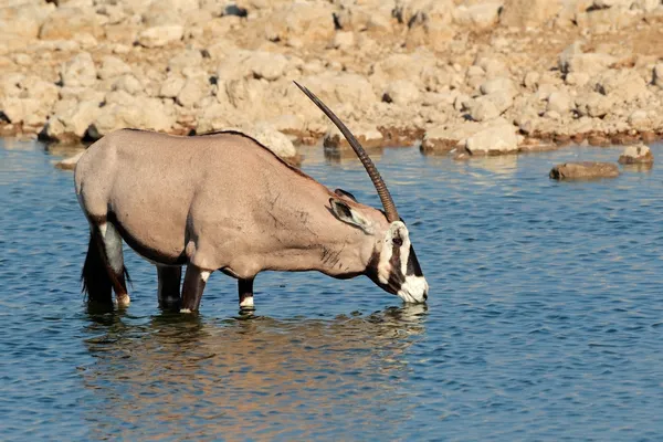 Beber antílope Gemsbok — Foto de Stock