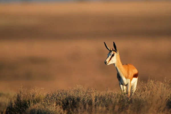 Antílope de Springbok — Fotografia de Stock