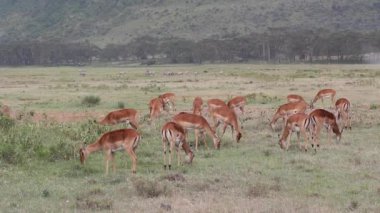 Impala antilop besleme